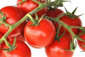 Таємниці вирощування томатів чері