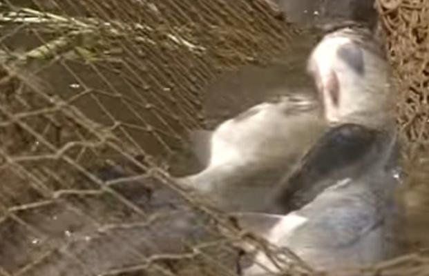 На Тернопільщині за минулі вихідні вилучили 77 кг «незаконної» риби