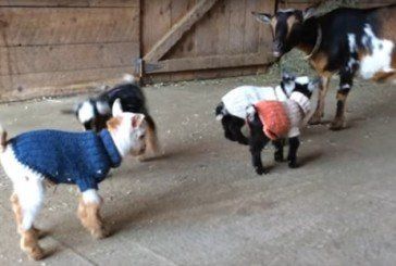 Мережу розвеселило відео як новонароджені козенята в светрах вчаться стрибати