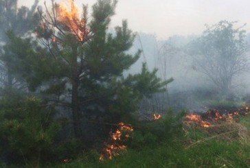 На Бережанщині мало не згоріло 20 гектарів лісу (ФОТО)