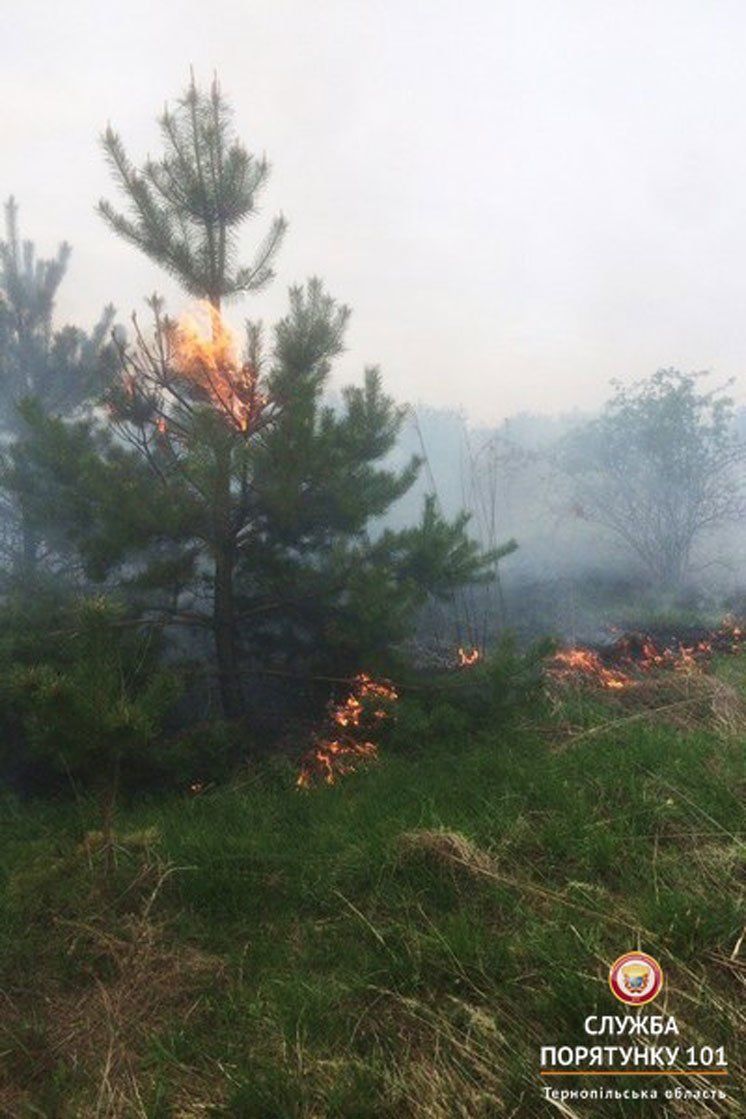 На Бережанщині мало не згоріло 20 гектарів лісу (ФОТО)