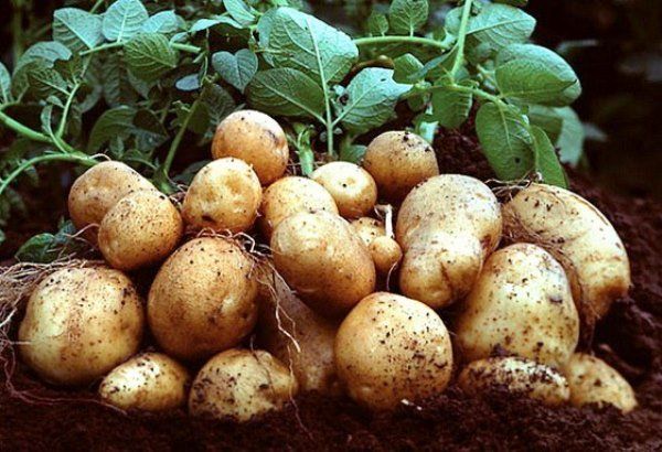 Кілограм картоплі коштуватиме 40 гривень?