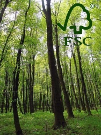 Чортківські ліси проходять сертифікацію (ФОТО)