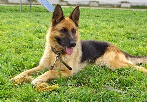 Найкращі службові собаки зі всього світу змагатимуться у Тернополі (ПРОГРАМА)