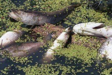 На Шумщині хлорне вапно спричинило масову загибель риби: «постарався» підриємець 