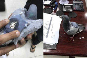 Митники в Кувейті зловили голуба-наркокур’єра