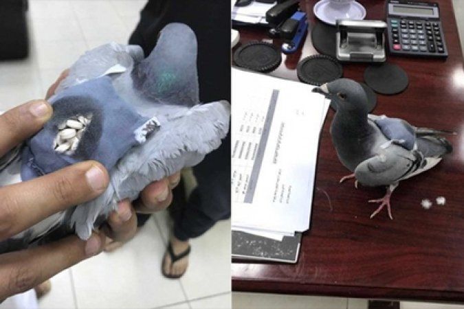 Митники в Кувейті зловили голуба-наркокур’єра