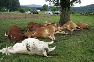 У Швейцарії корови вчинили масове самогубство
