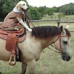 У Техасі пес навчився їздити верхи