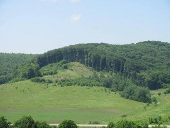 На Тернопільщині може з’явитися 150 гектарів нових лісів