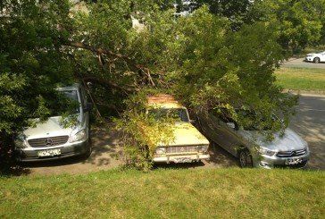 У Тернополі, на вулиці Крушельницької, дерево впало одразу на три автівки (ФОТОФАКТ)