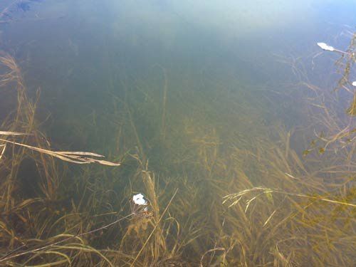 Трирічного хлопчика водолази шукали у річці Серет на Тернопільщині майже добу
