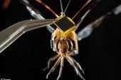 Учені створили комах-кіборгів, які можуть шпигувати за будь-ким