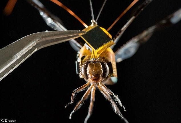 Учені створили комах-кіборгів, які можуть шпигувати за будь-ким