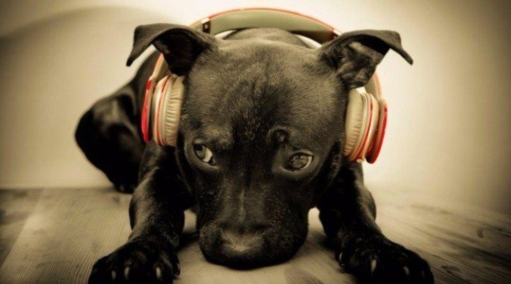 У Німеччині запрацювала перша в світі радіостанція для собак