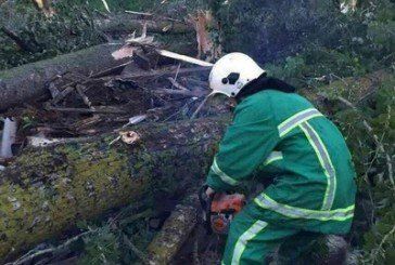 У селі на Збаражчині вітер повалив майже 80 дерев і негода пошкодила будівлі (ФОТО)