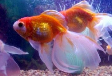 В Америці британця засудили за вбивство акваріумної рибки