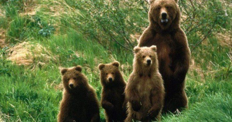 Голодні ведмеді крадуть у румунів їжу