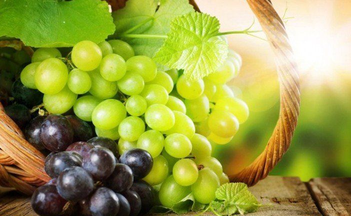 Секрети гарного врожаю винограду: чим обробляти, підживляти та як боротися із шкідниками