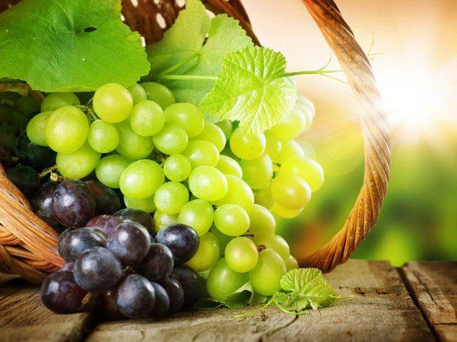 Секрети гарного врожаю винограду: чим обробляти, підживляти та як боротися із шкідниками