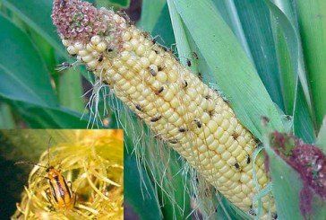 На Лановеччині виявили небезпечного шкідника - західного кукурудзяного жука (ФОТО)