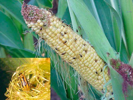 На Лановеччині виявили небезпечного шкідника – західного кукурудзяного жука (ФОТО)