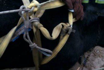 Тернопільські рятувальники визволяли корову з… підвалу (ФОТО)