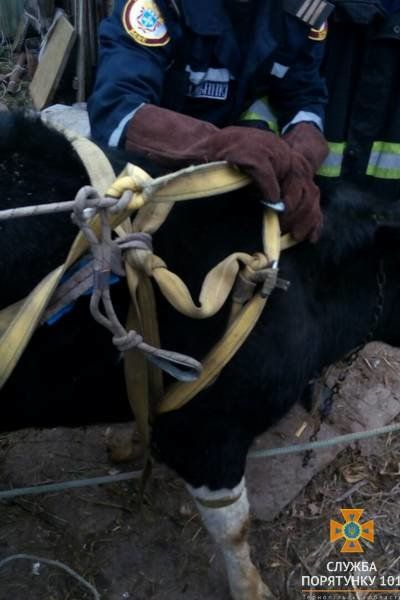 Тернопільські рятувальники визволяли корову з… підвалу (ФОТО)