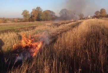 На Зборівщині мало не згоріло 50 гектарів кукурудзи (ФОТО)