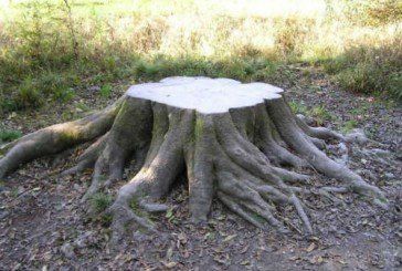На Тернопільщині судитимуть лісника - незаконно зрізав 22 дерева