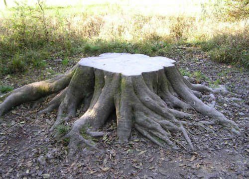 На Тернопільщині судитимуть лісника – незаконно зрізав 22 дерева