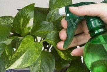 Як врятувати вазони від пилу і бруду