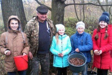 Школярі Бучаччини зібрали 200 кілограмів насіння жолудя (ФОТО) 
