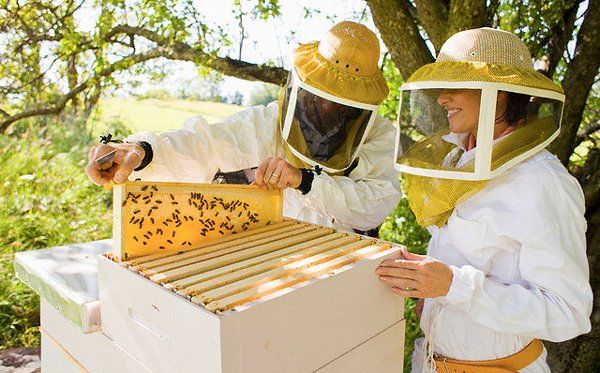 У нашій країні цьогоріч загинуло до 45 тисяч бджолиних сімей