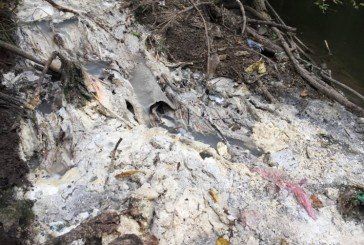 На Тернопільщині нечистоти скидали… у річку: у водоймі загинула риба через недобросовісних комунальників (ФОТО)