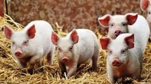 Білорусь обмежила ввезення свиней з чотирьох областей України, в тому числі – з Тернопільської