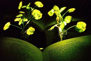 У США вчені створили рослини-лампочки