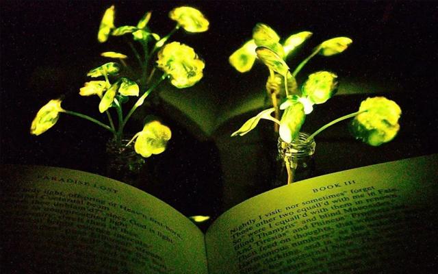У США вчені створили рослини-лампочки