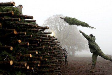 Лісові господарства Тернопільщини продали 5644 новорічних ялинок