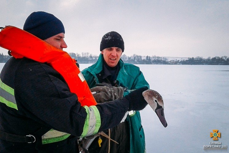 На Тернопільщині рятувальники визволили з крижаної купелі лебедів (ФОТО)