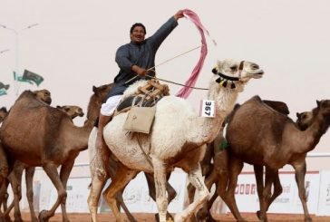 У Саудівській Аравії верблюдиця у 57 тисяч разів дорожча за жінку