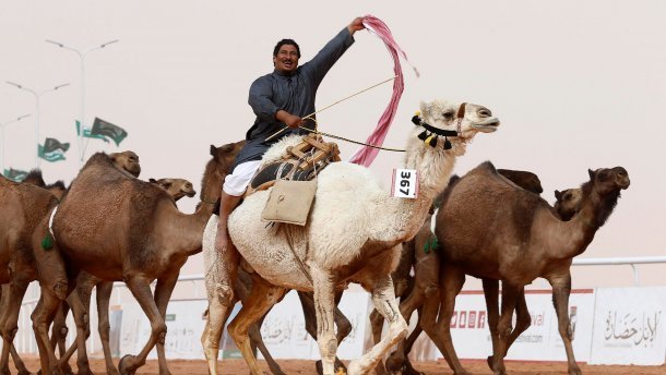 У Саудівській Аравії верблюдиця у 57 тисяч разів дорожча за жінку