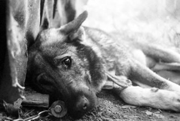 У Тернополі поліція розслідує факти жорстокого поводження з тваринами