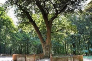 У Німеччині дерево допомагає знайти кохання