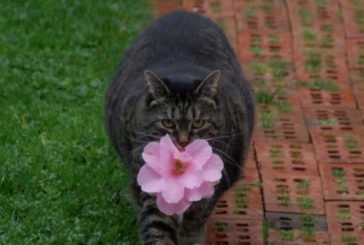 Жирна кішка стала знаменитою, даруючи своїй власниці квіти (ФОТО)