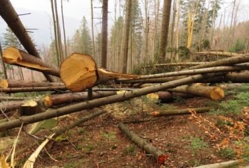 На Бережанщині під час заготівлі дров, юнака травмувало дерево