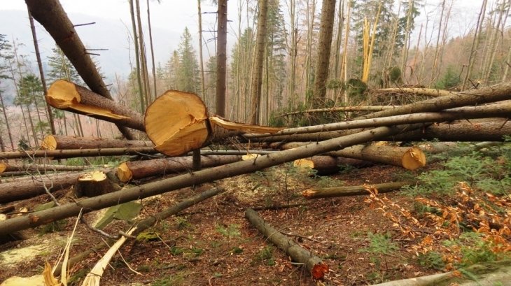 На Тернопільщині двоє братів у лісі влаштували вапнярки: печі розпалювали деревами із заповідника