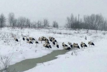 Жителів Тернопільщини закликають допомогти лелекам пережити холод (ФОТО)