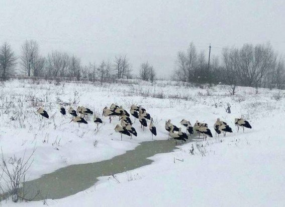 Жителів Тернопільщини закликають допомогти лелекам пережити холод (ФОТО)