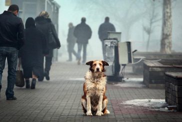 Взяв додому вуличного собаку –  отримай гроші: у незвичний спосіб взялися вирішувати проблему безпритульних тварин у Збаражі